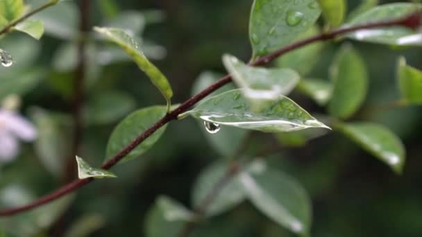 水滴の遅い動きは緑の植物の葉から落ちる 自然概念 — ストック動画
