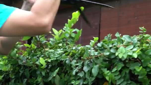 Jardineiro Cortou Cerca Com Uma Tesoura Grande Aparar Podar — Vídeo de Stock