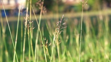 Sabah güneşi altında tarlada uzun otlar. Ilık parıltı.