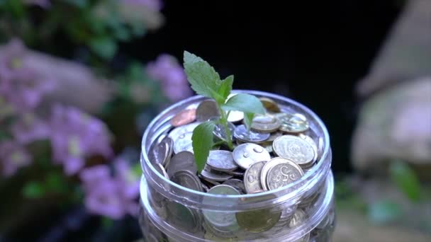 Container Met Munten Groene Plant Groeien Uit Metafoor Voor Geldbesparingen — Stockvideo