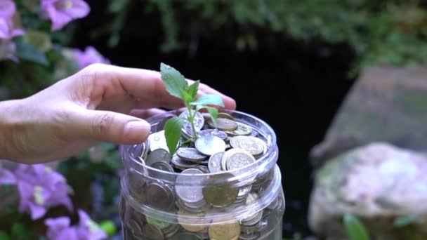 緑の植物で満たされたコインで満たされた容器を包んだ女性の手がそれに成長します 貯金又は投資の概念 — ストック動画