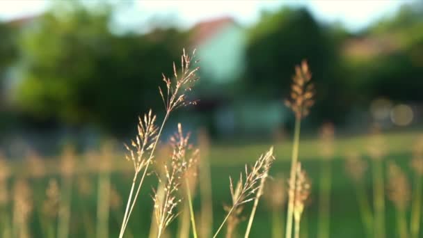 Довга Трава Полі Під Час Ранкового Сонячного Світла Тепле Сяйво — стокове відео