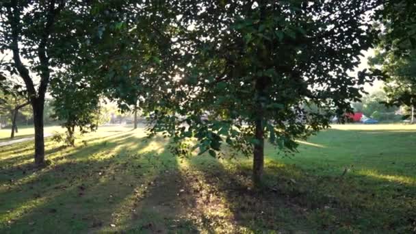 朝の太陽からの光やフレアで木や長い影と公園 フットパス — ストック動画
