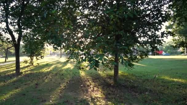 Parc avec des arbres et de longues ombres avec des rayons de soleil et des fusées éclairantes du soleil du matin. Chemin du pied.