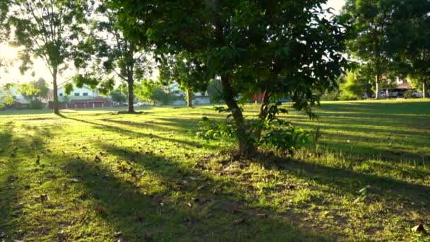 Parc avec des arbres et de longues ombres avec des rayons de soleil et des fusées éclairantes du soleil du matin. Chemin du pied.