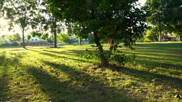 Parque Con Árboles Largas Sombras Con Rayos Sol Bengalas Del — Vídeo de stock