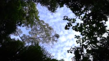 Tropik yağmur ormanları. Uzun boylu, geniş bir orman. Düşük açılı, yukarı bakıyor. Arkaplanı gökyüzü olan ağaç tepesi. Seyahat doğası konsepti. Kaydırma atışı