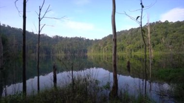 Göl manzarası ve tropik yeşil yağmur ormanı. Durgun gölün üzerindeki ormanın güzel yansıması.