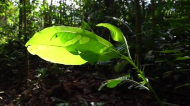 Malezya 'daki tropik yağmur ormanları. Doğa arka planı veya çevre kavramının korunması.