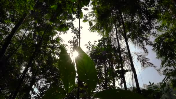 Foresta Tropicale Sole Scoppiare Raggi Attraverso Foglie All Interno Della — Video Stock