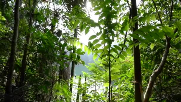 Foresta Tropicale Malesia Contesto Naturale Conservazione Del Concetto Ambiente — Video Stock
