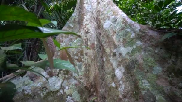 Vista Tronco Árvore Enorme Dentro Uma Floresta Tropical Grossa Slide — Vídeo de Stock