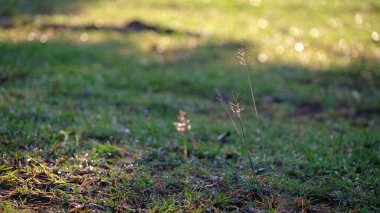 Sabah güneşiyle tarlada çimenler. Seçici odaklanma. Boşluğu kopyala.