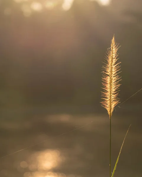 Wild grass by the lake. Golden glow. Copy space.