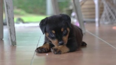 Rottweiler köpek yavrusu yerde oturuyor, etrafa bakıyor. Sevimli ve mutlu bir ifade.