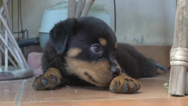 Cagnolino Rottweiler Seduto Sul Pavimento Con Gli Occhi Guardati Intorno — Video Stock