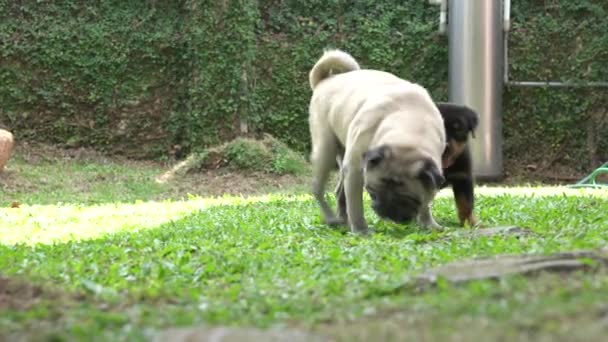Pug Hund Rottweiler Hvalp Socialisering Have Det Sjovt Haven – Stock-video