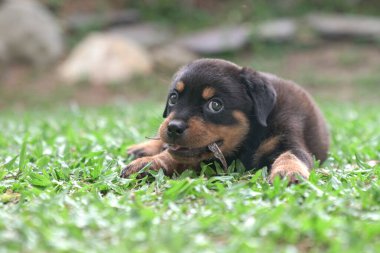 Rottweiler köpek yavrusu kuru yaprakları çiğneyip çimlere oturuyor.