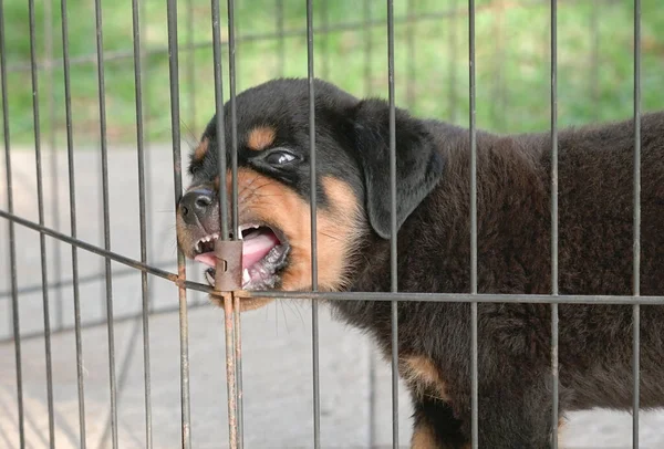 Rottweiler dog biting steel fence. Aggresive and fierce expression.