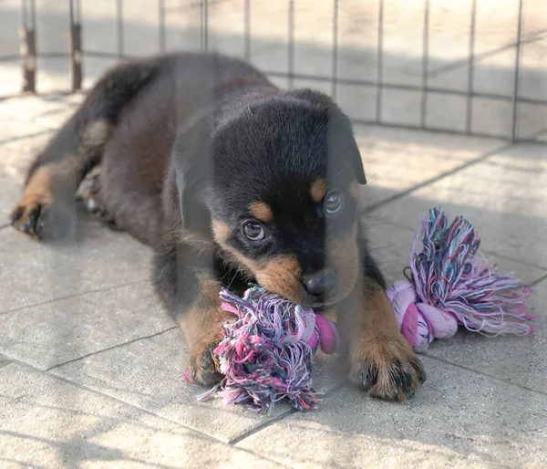 Rottweiler Szczeniak Gryzie Zabawkę Wewnątrz Klatki — Zdjęcie stockowe