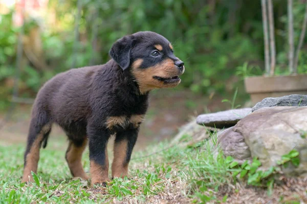 Rottweiler Puppy Een Tuin Voltallig Orgaan Zicht — Stockfoto
