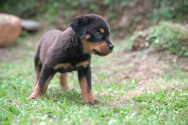 Perro Perrito Rottweiler Pie Jardín Copiar Espacio —  Fotos de Stock