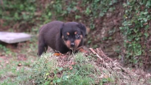 Filhote Cachorro Rottweiler Cão Brincando Jardim Mastigar Grama Movimento Lento — Vídeo de Stock
