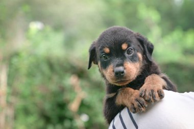 Yetişkin bir adamın omzuna yapışan sevimli köpek yavrusu. Kameraya bakıyorum. Boşluğu kopyala.