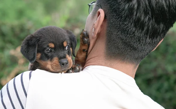 Yetişkin bir adamın omzunda sevimli yavru köpek kafası. Boşluğu kopyala.