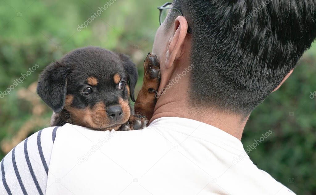 Cute puppy dog's head on the shoulder of adult man. Copy space.