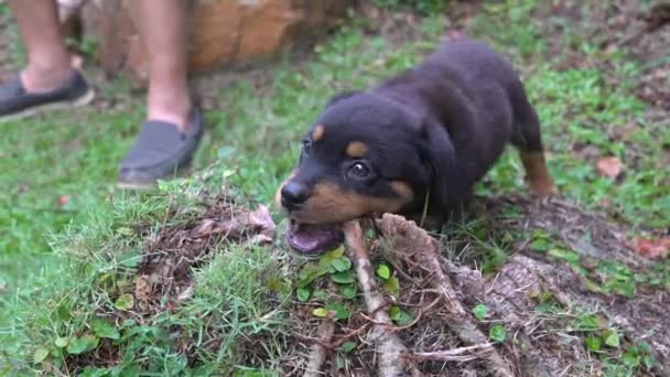 パピー犬は庭で木の根を噛んだり噛んだりします 閉じろ — ストック動画