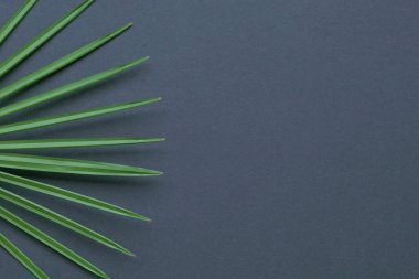 Tropikal palmiye siyah arka planda yan çerçeve bırakır. Üst görünüm, alanı kopyala.