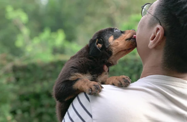 Leuke Puppy Likt Het Gezicht Van Een Volwassen Man Kopieerruimte — Stockfoto