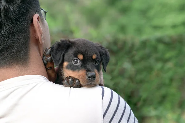 Cute puppy dog rest head on adult male, looking at camera. Copy space.