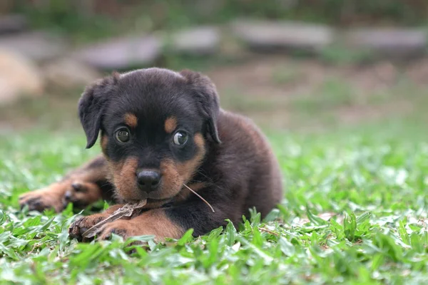 Szczeniak Rottweiler Żucie Suchych Liści Siedzieć Trawie — Zdjęcie stockowe