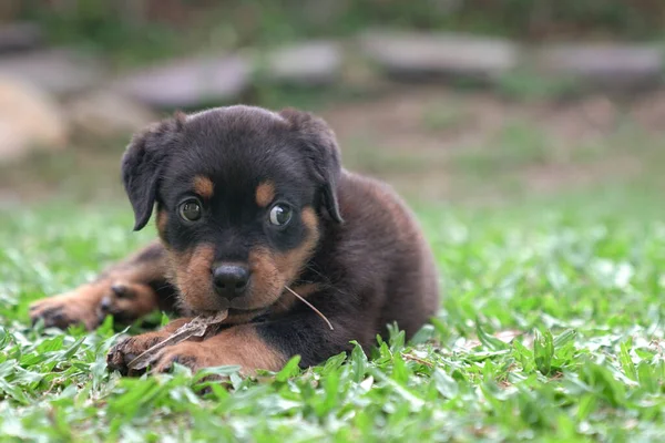 Rottweiler Puppy Hond Kauwen Droge Bladeren Zitten Gras — Stockfoto