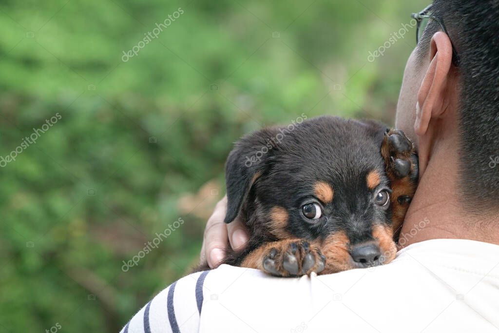 Closeup view of adult man carry puppy dog on his shoulder