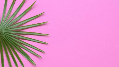 Tropikal palmiye, pembe arka planda yan çerçeve bırakır. Üst görünüm, alanı kopyala.