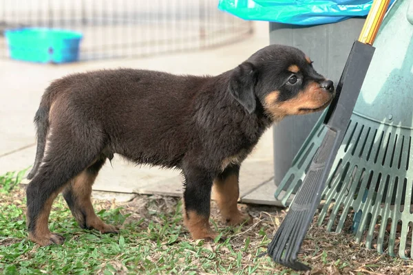 Niedlicher Rottweiler Welpe Schnüffelt Besen Garten — Stockfoto