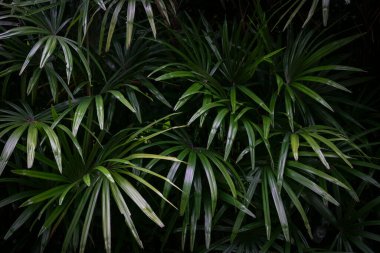 Güzel ve gür tropikal palmiye yaprakları, doğa arka planı.