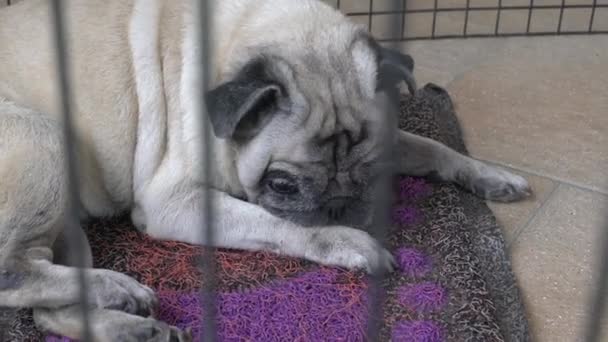 Pug Dog Scratching Licking Her Legs Paws Cage — Stock Video