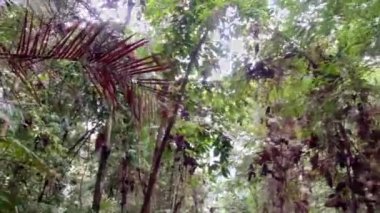 Yağmur ormanı, alçak açı, ağaçlara, dallara ve yapraklara bakıyor.. 