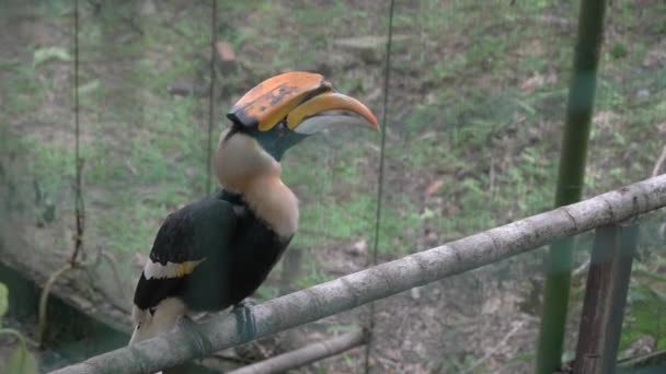 Portré Nagy Hornbill Belül Ketrec — Stock videók