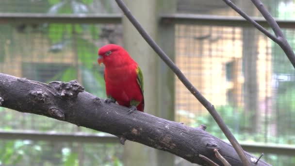 Chattering Lory Πουλί Χαλαρώνοντας Στο Δέντρο — Αρχείο Βίντεο