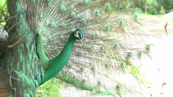 Indiai Kék Peafowl Egy Élénk Színű Madár Gyakran Megtalálható Dél — Stock videók