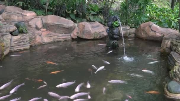 Schöne Teichlandschaft Mit Karpfen Und Kois Anmutig Und Pausenlos Schwimmend — Stockvideo