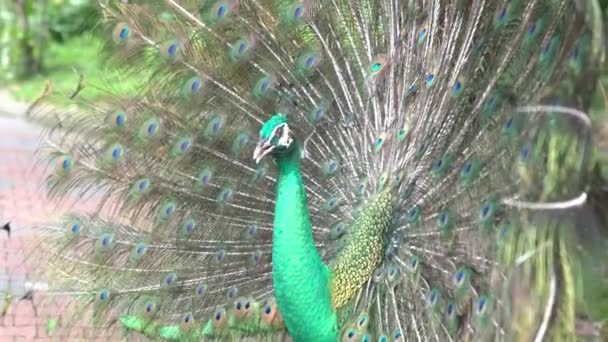 Индийская Голубая Павлин Ярко Окрашенная Птица Обычно Встречается Южной Азии — стоковое видео