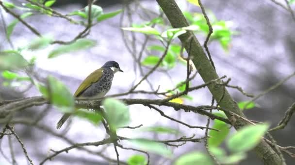 Pássaro Bulbul Peito Escamoso Empoleirado Galho Árvore Cercado Por Folhas — Vídeo de Stock