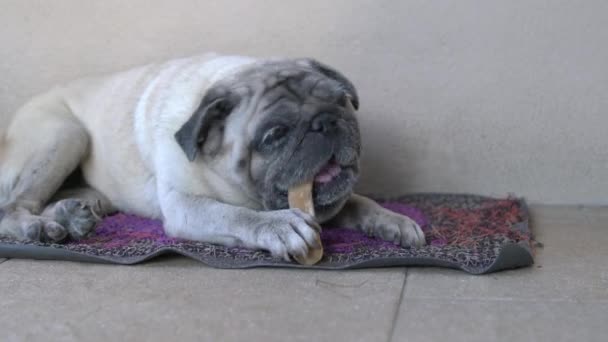 Pug Dog Isırıyor Kemik Çiğniyor Yakın Çekim — Stok video