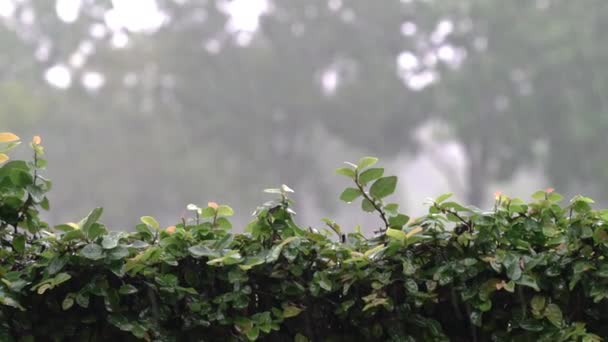 Pleut Pluie Tombant Sur Des Plantes Vertes Avec Fond Parc — Video